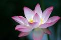 851965-une-fleur-de-floraison-de-lotus-de-fond-rose-d-obscurite-d-excedent-de-couleur.jpg