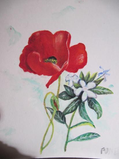 Coquelicot